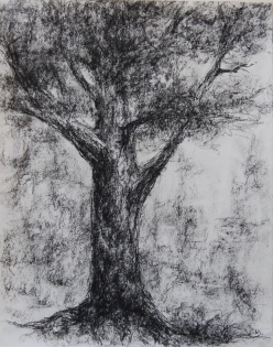 Hêtre,dessin,dessin arbre Fusain et pierre noire