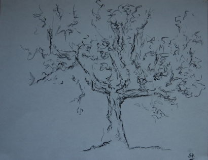 Olivier, dessin,dessin arbre Pierre noire
