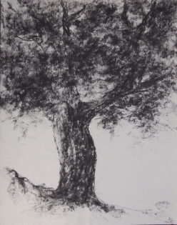 Erable,dessin,dessin arbre Fusain et pierre noire