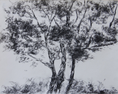 arbre,dessin,dessin fusain Fusain et pierre noire